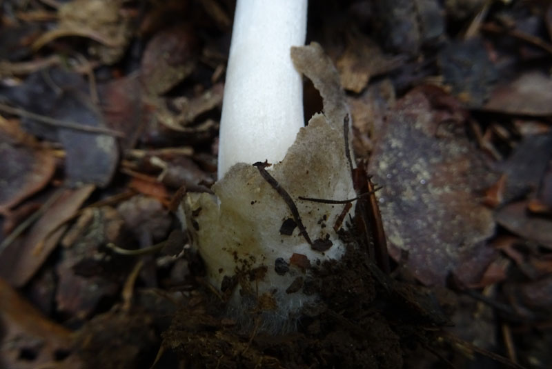 forse: Volvariella caesiotincta